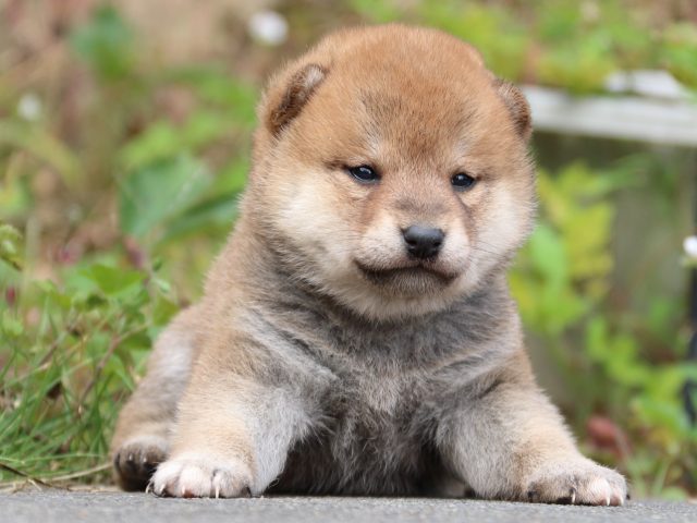 IMG_3388-shiba-puppy