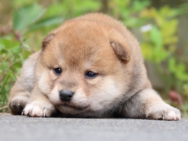 IMG_3391-shiba-puppy