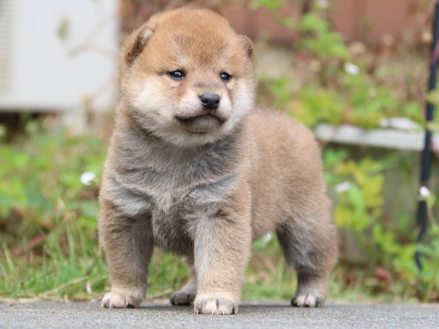 IMG_3395-shiba-puppy