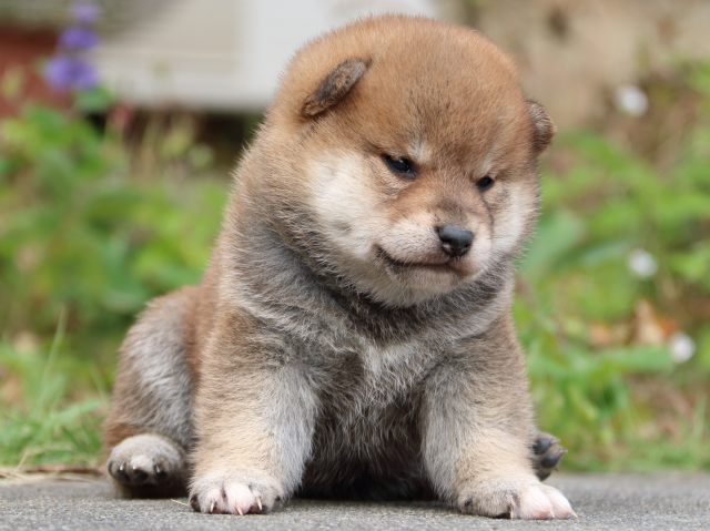 IMG_3413-shiba-puppy