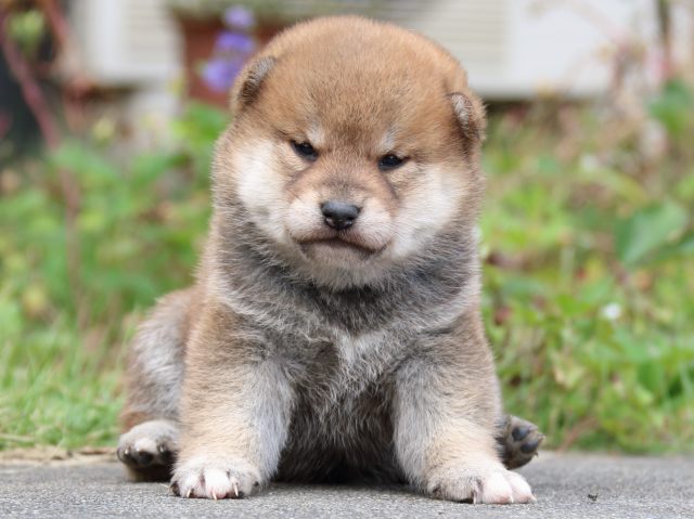 IMG_3417-shiba-puppy