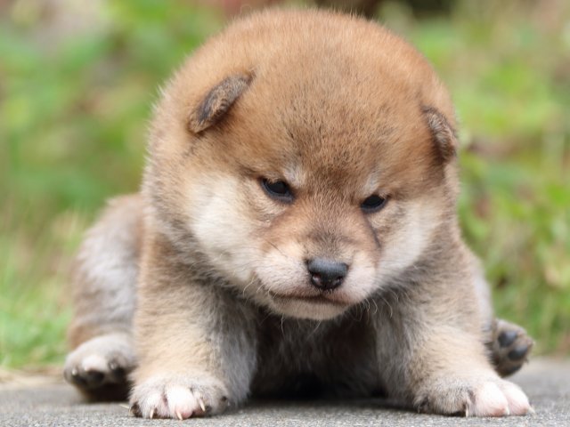 IMG_3423-shiba-puppy