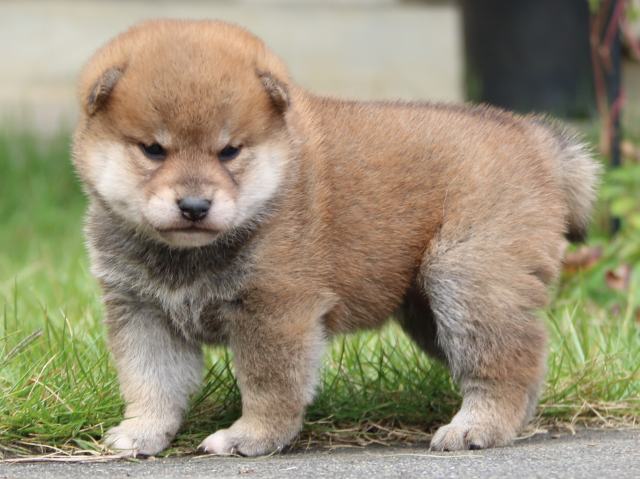 IMG_3447-shiba-puppy