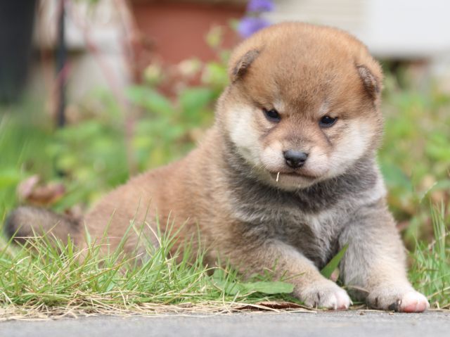 IMG_3463-shiba-puppy