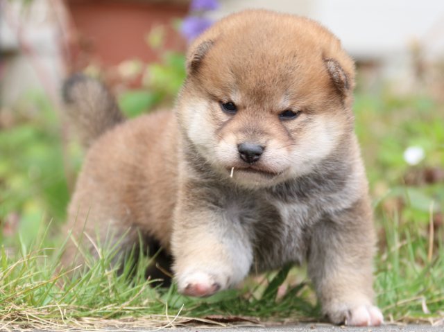 IMG_3465-shiba-puppy