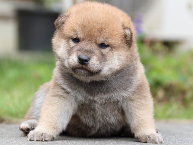 IMG_3486-shiba-puppy