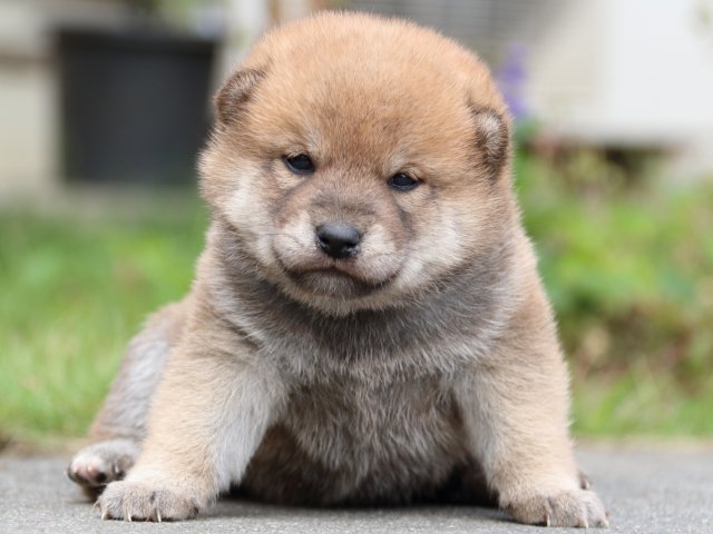 IMG_3492-shiba-puppy