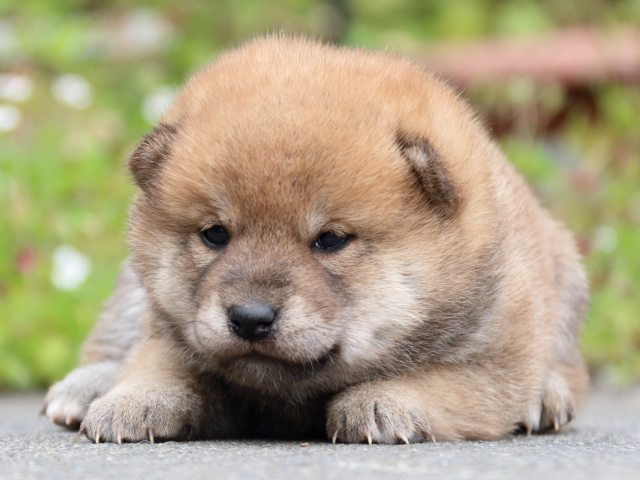 IMG_3497-shiba-puppy