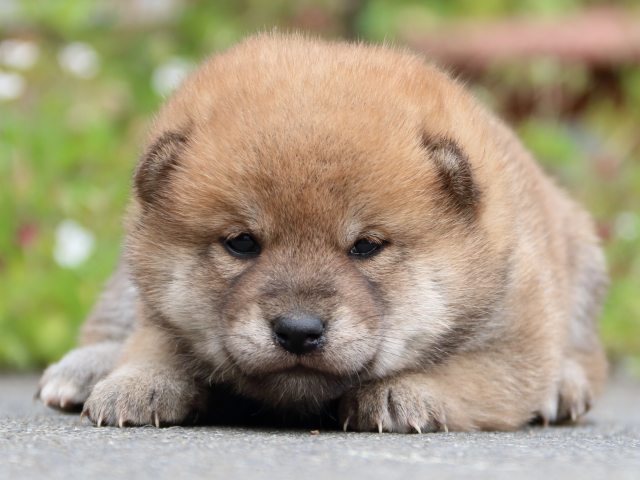 IMG_3504-shiba-puppy