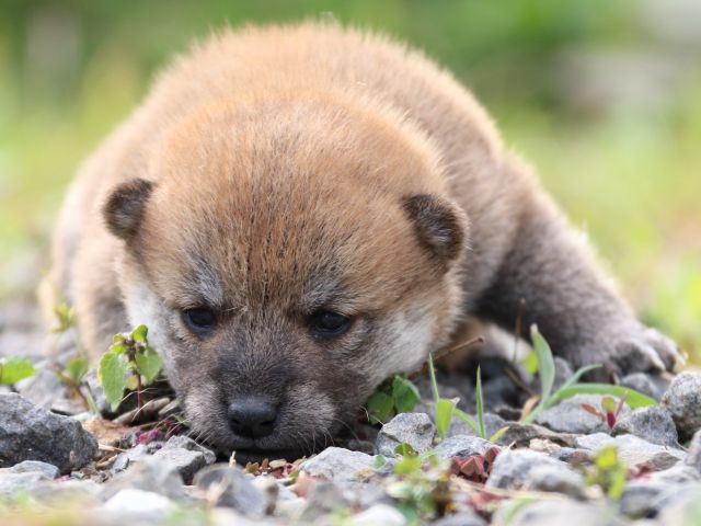 IMG_3643-shiba-puppy