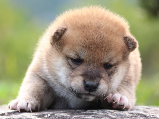 IMG_3667-shiba-puppy