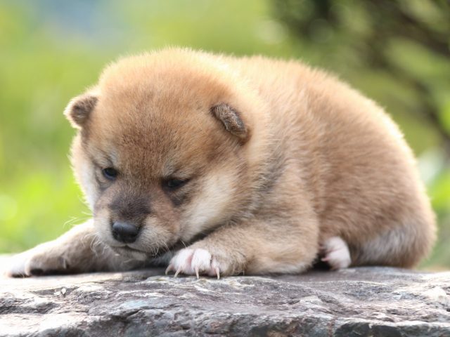 IMG_3677-shiba-puppy