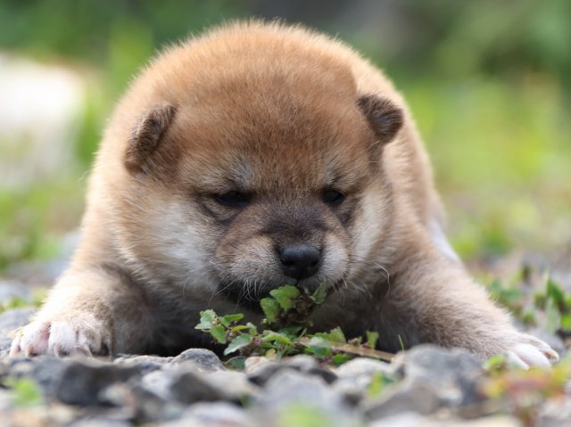 IMG_3689-shiba-puppy