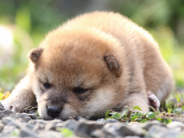 IMG_3700-shiba-puppy