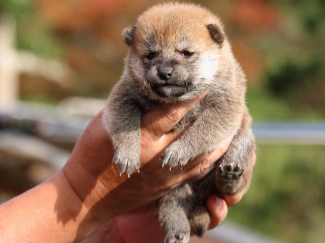 IMG_3717-shiba-puppy