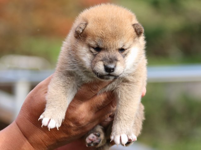 IMG_3738-shiba-puppy