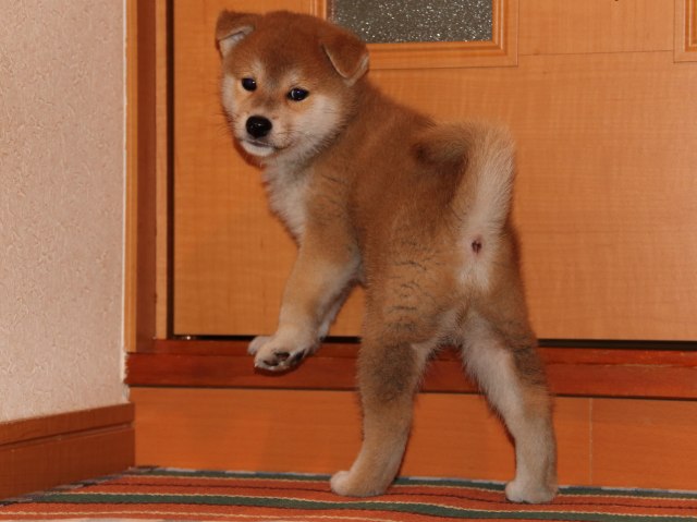 IMG_4415-shiba-puppy