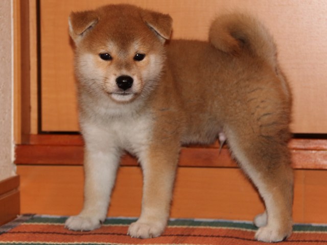 IMG_4422-shiba-puppy