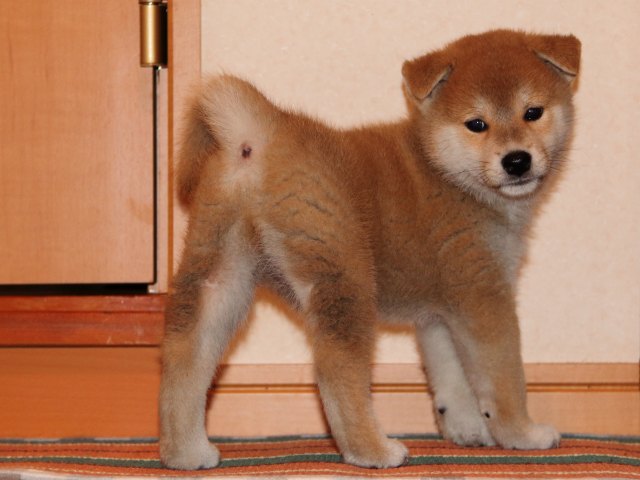 IMG_4430-shiba-puppy