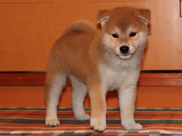 IMG_4436-shiba-puppy