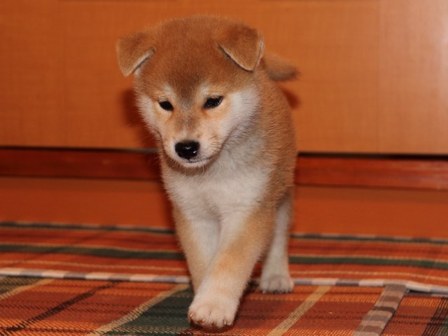 IMG_4438-shiba-puppy