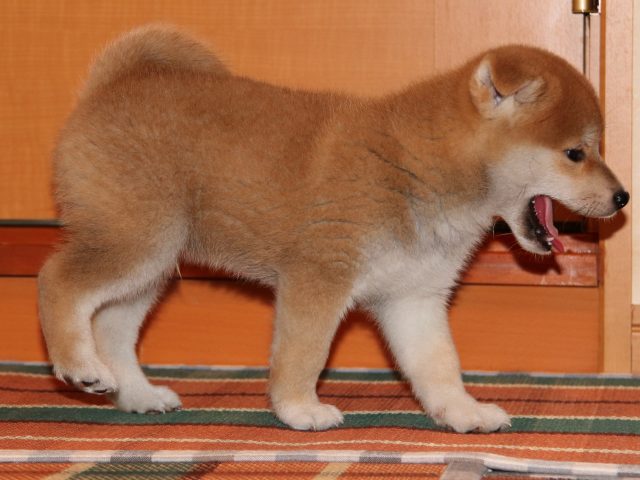 IMG_4440-shiba-puppy