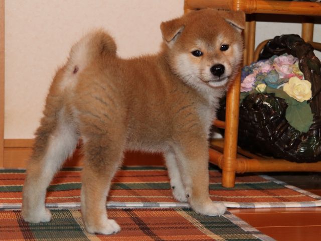 IMG_4465-shiba-puppy