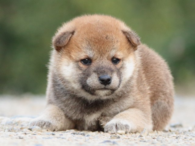 IMG_4779-shiba-puppy