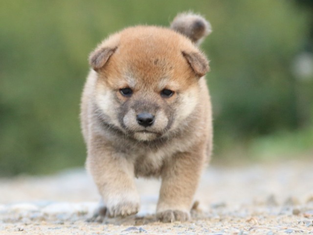 IMG_4795-shiba-puppy