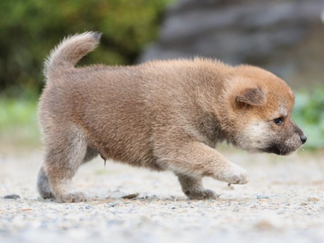 IMG_4801-shiba-puppy