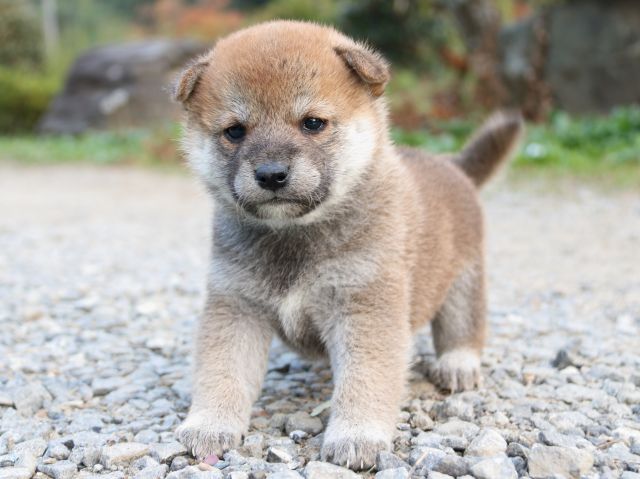 IMG_4815-shiba-puppy