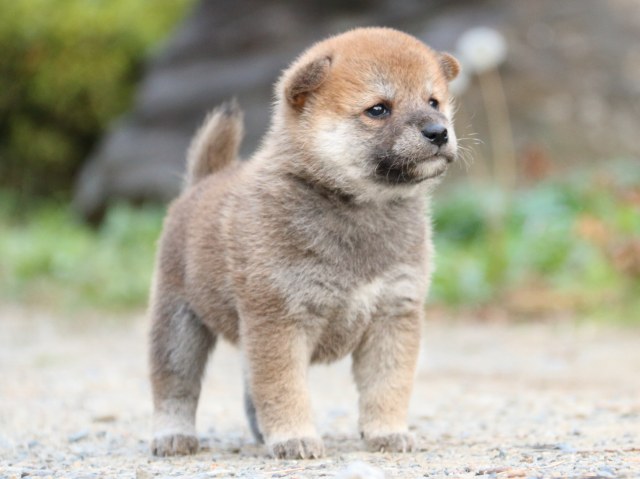 IMG_4820-shiba-puppy