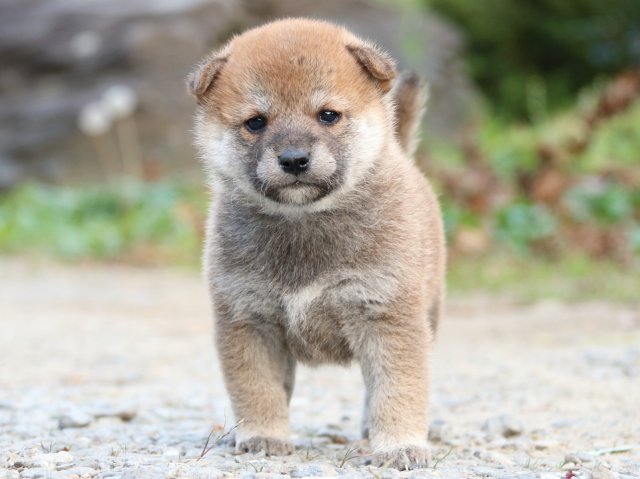 IMG_4831-shiba-puppy