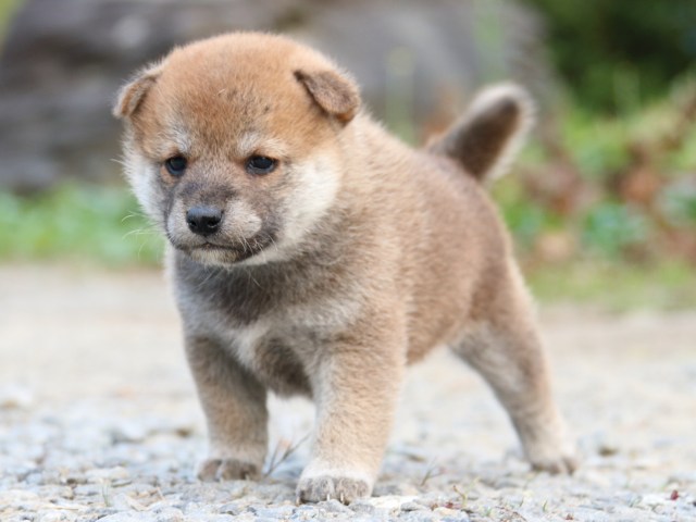 IMG_4833-shiba-puppy