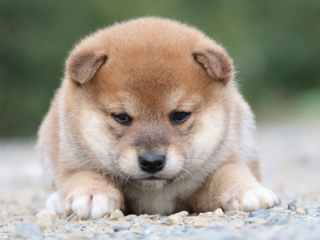 IMG_4866-shiba-puppy