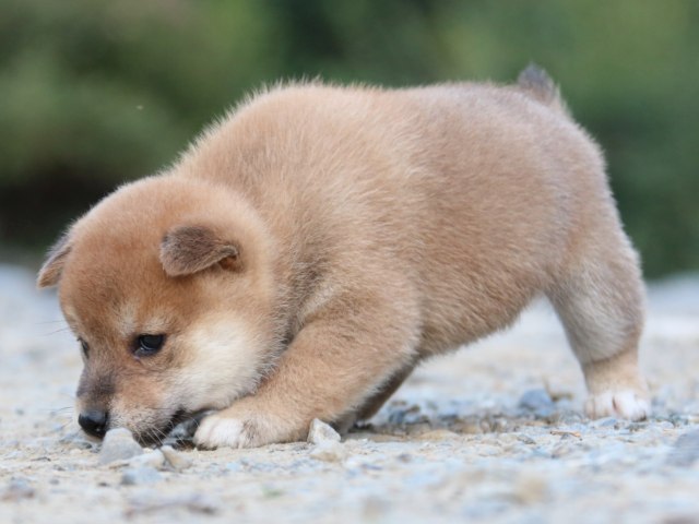 IMG_4932-shiba-puppy