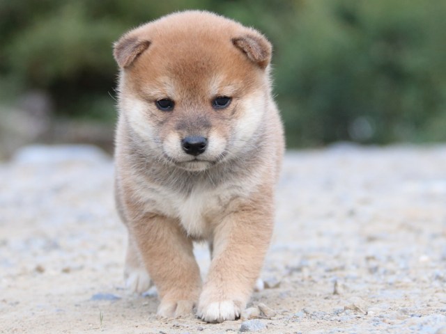 IMG_4962-shiba-puppy