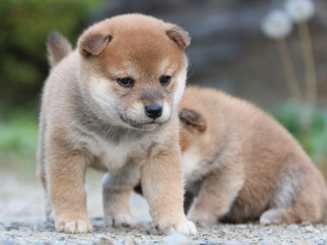 IMG_4996-shiba-puppy