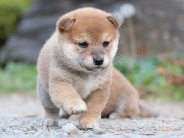 IMG_5001-shiba-puppy