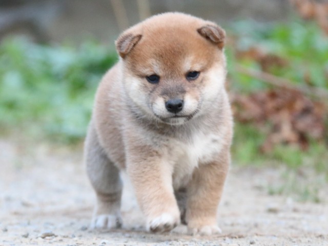 IMG_5117-shiba-puppy