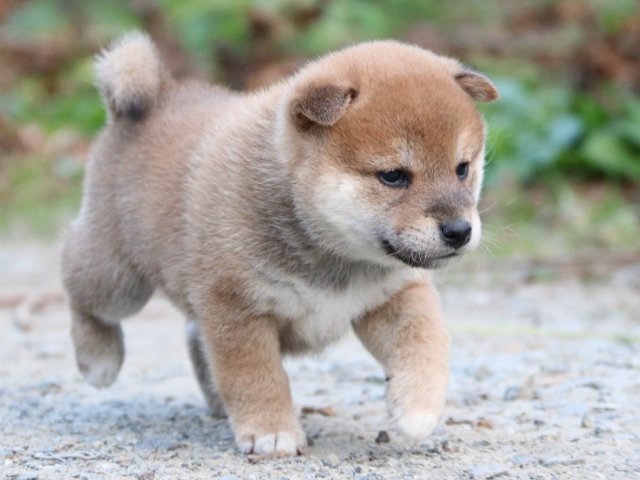 IMG_5119-shiba-puppy