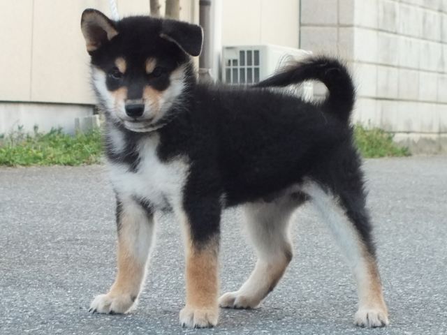 00000182-shibainu