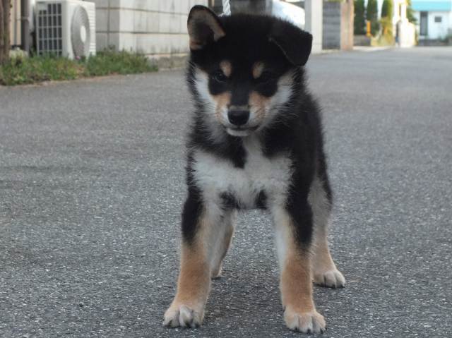 00000184-shibainu