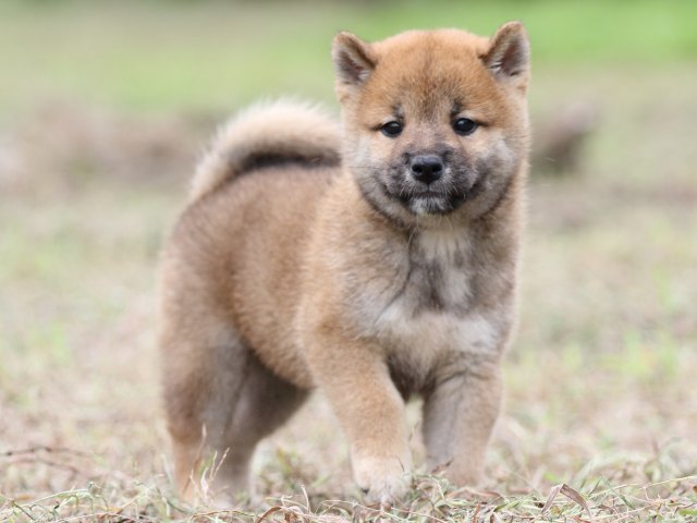 FP5A0368-puupy-shibainu