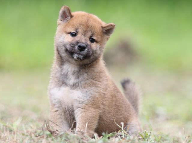 FP5A0380-puupy-shibainu