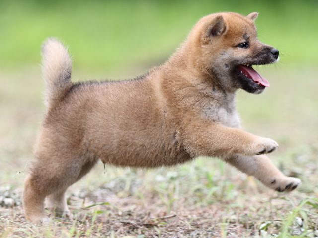 FP5A0410-puupy-shibainu