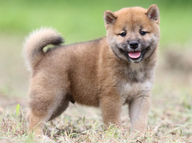 FP5A0515-puupy-shibainu