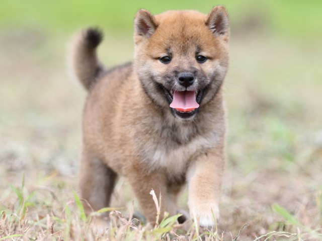 FP5A0526-puupy-shibainu