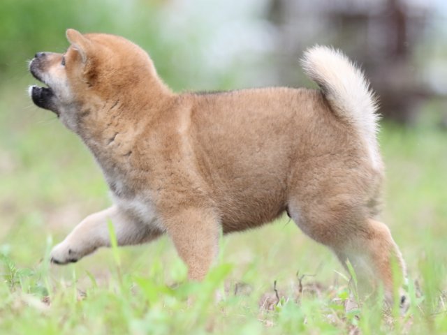 FP5A5727-puupy-shibainu