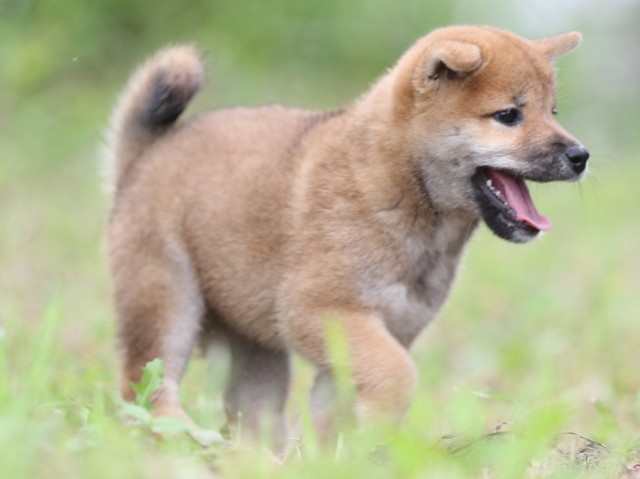 FP5A5730-puupy-shibainu